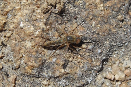 Amictus sp. (Bombyliidae) - aiuto con l''identificazione